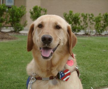 A yellow lab guide dog wearing a collar with a Texas heart shaped tag and smiling at the camera.