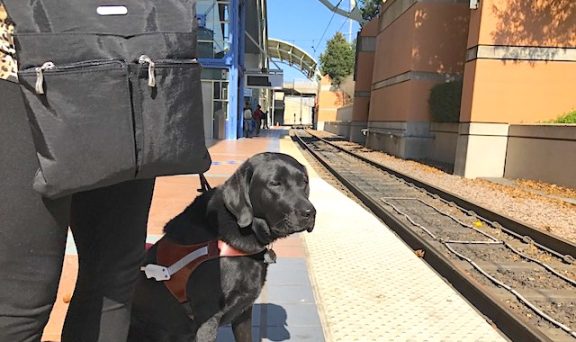 A black lab guide dog sitting next to at a light rail train platform waiting patiently.y